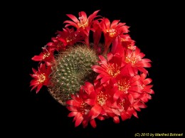 Rebutia senilis J176 1776